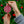 Indiana University Ceramic Ornaments
